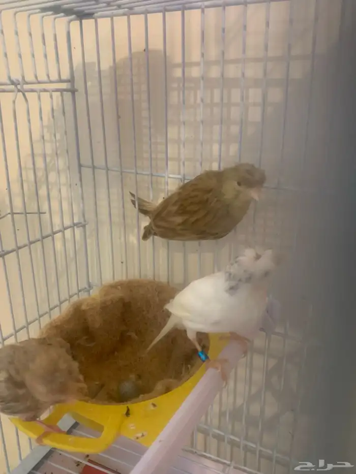 جوز كناري سوري كرست مع فرخ تم البيع 3