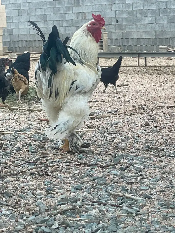 دجاج براهما للبيع 3