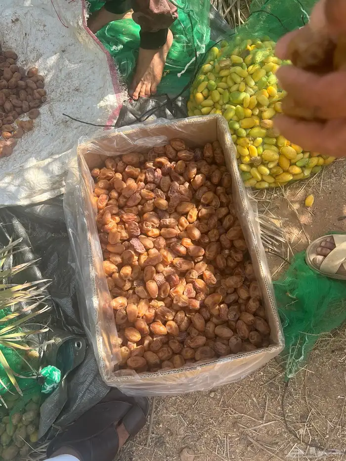 تمور اخلاص فاخر للبيع كميه كبير 5