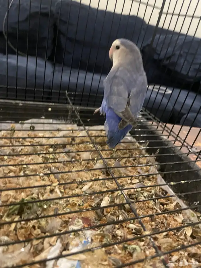 ببغاء 1