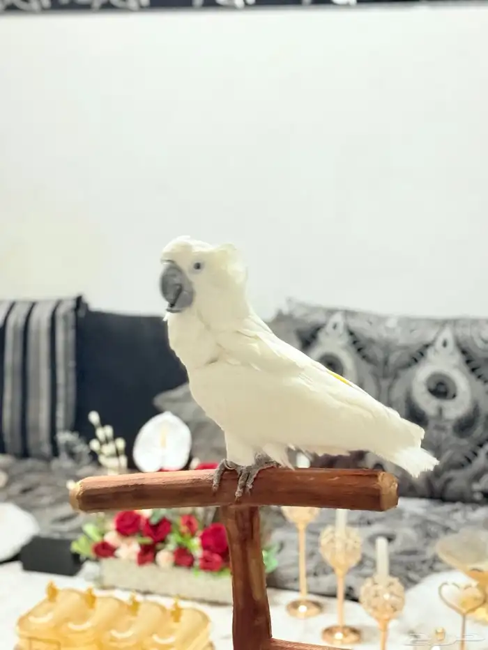 ببغاء كوكاتو امبريلا اليف ومتكلم وهدد وعمره سنة 4