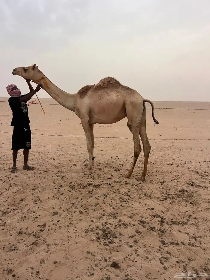 للبيع قليصه 0
