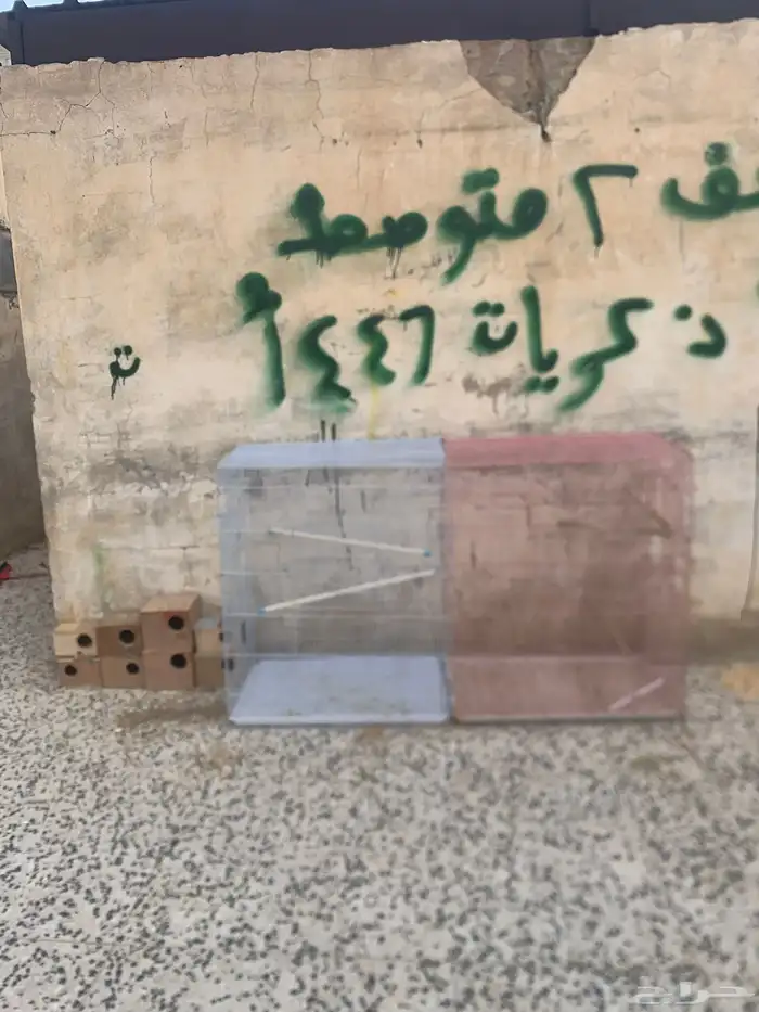 بياضة زوج كنيور وبياضه حقة زوج روز وبياضه حقة كروان 11