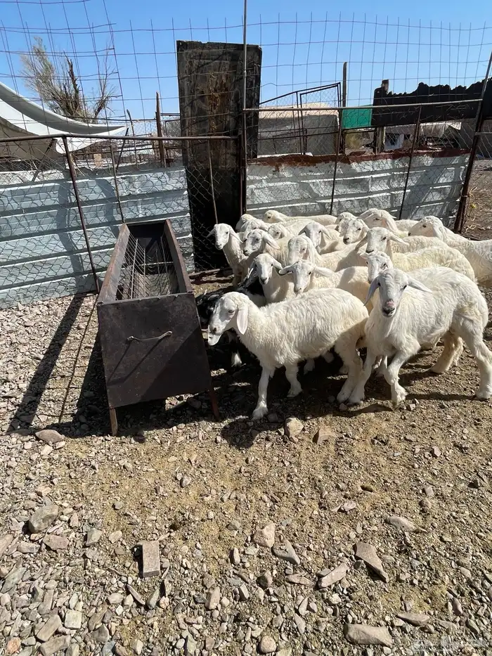 طليان حريه حبص للبيع 11