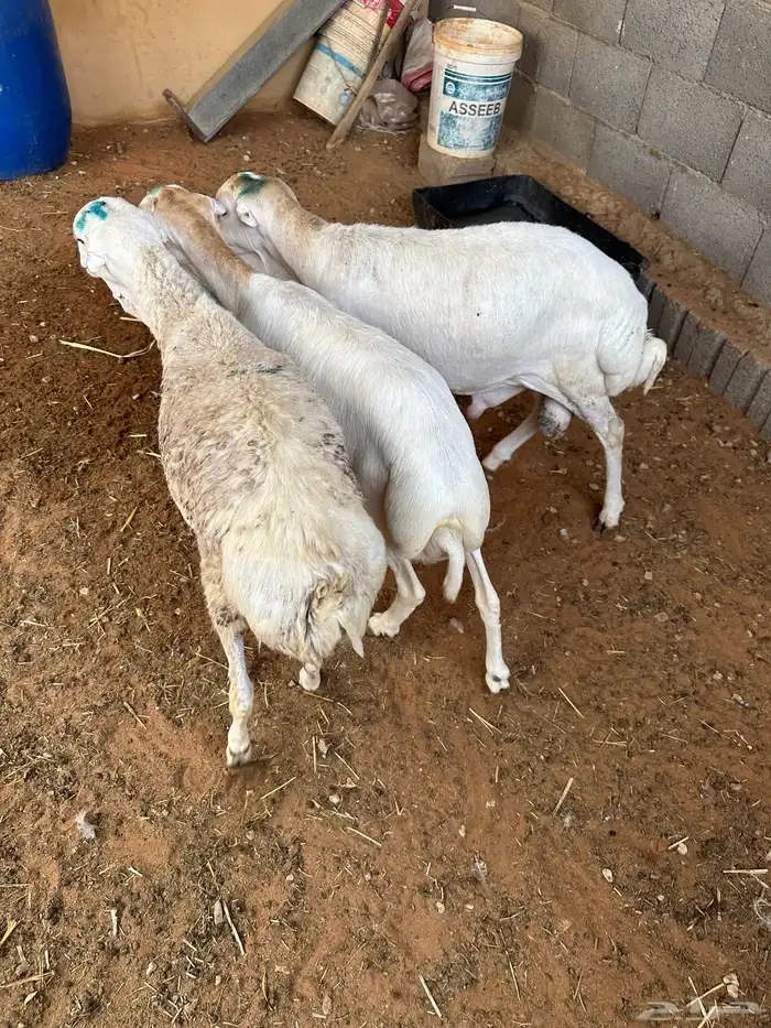 طليان رفيد مرابي 1