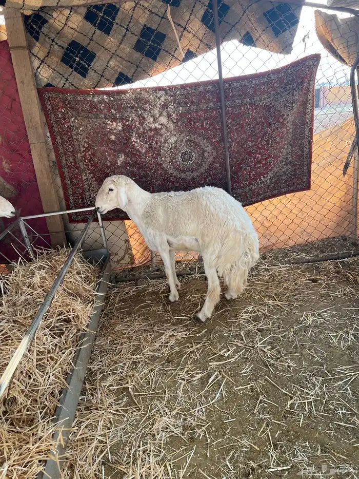 مشروع فحل ثني مشروط الطلي حار وبهمه كفو 3