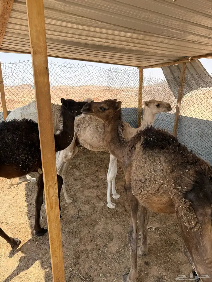 حشو تربيه 1