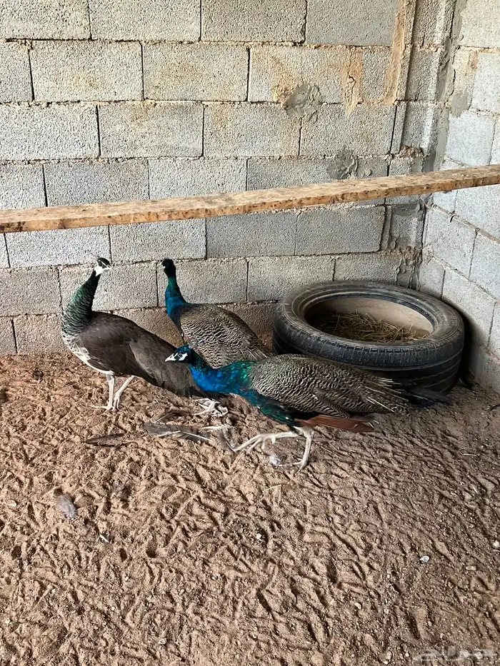 طاؤس 2