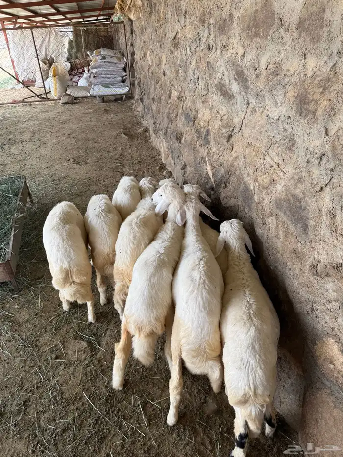 بهم 3