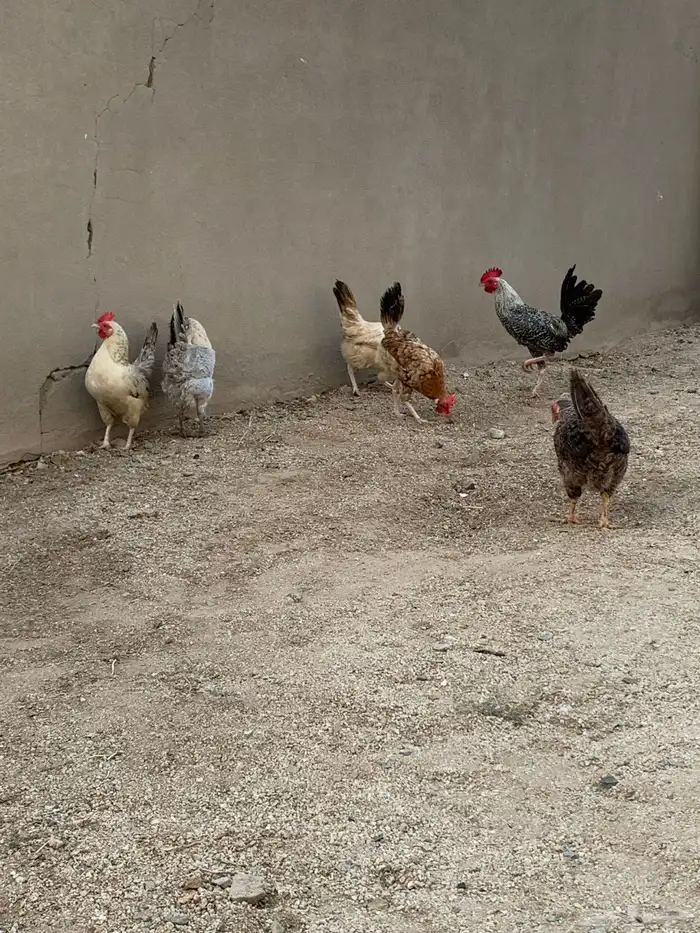 دجاج فيومي و بلدي 8