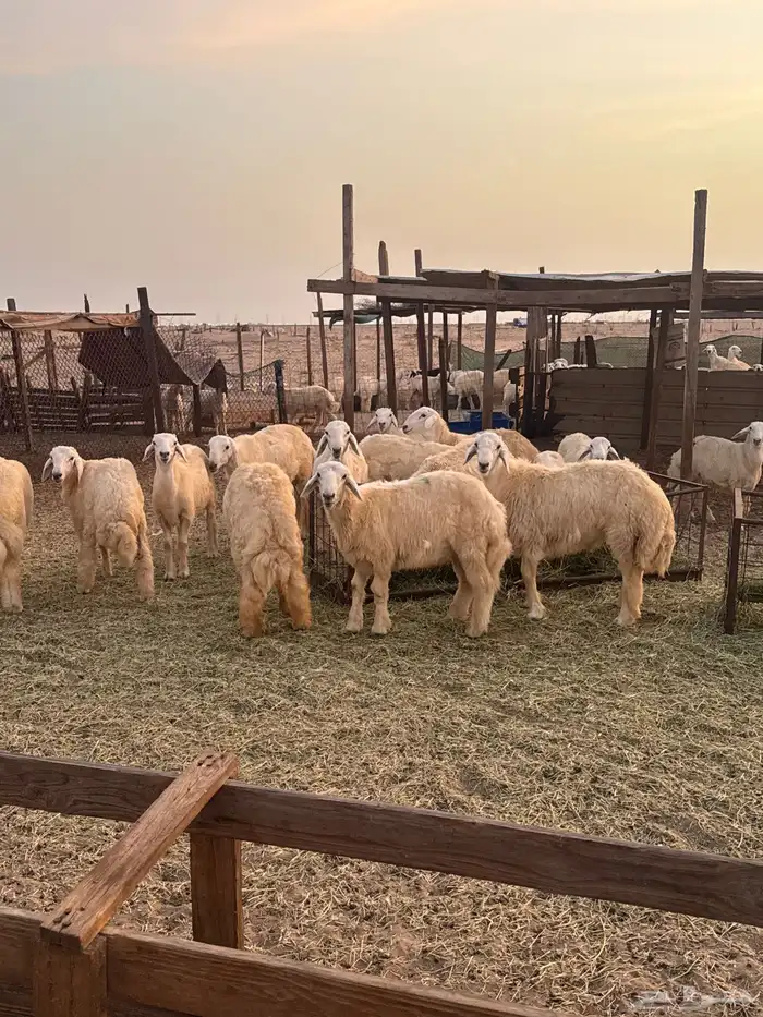 طليان و رخال حرية تربية 1