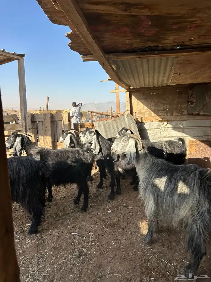 معزا عوارض دفيع 3