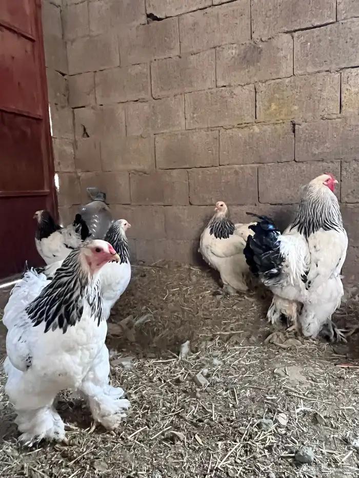 طقم منتج دجاج براهما كولمبي دم صافي 11