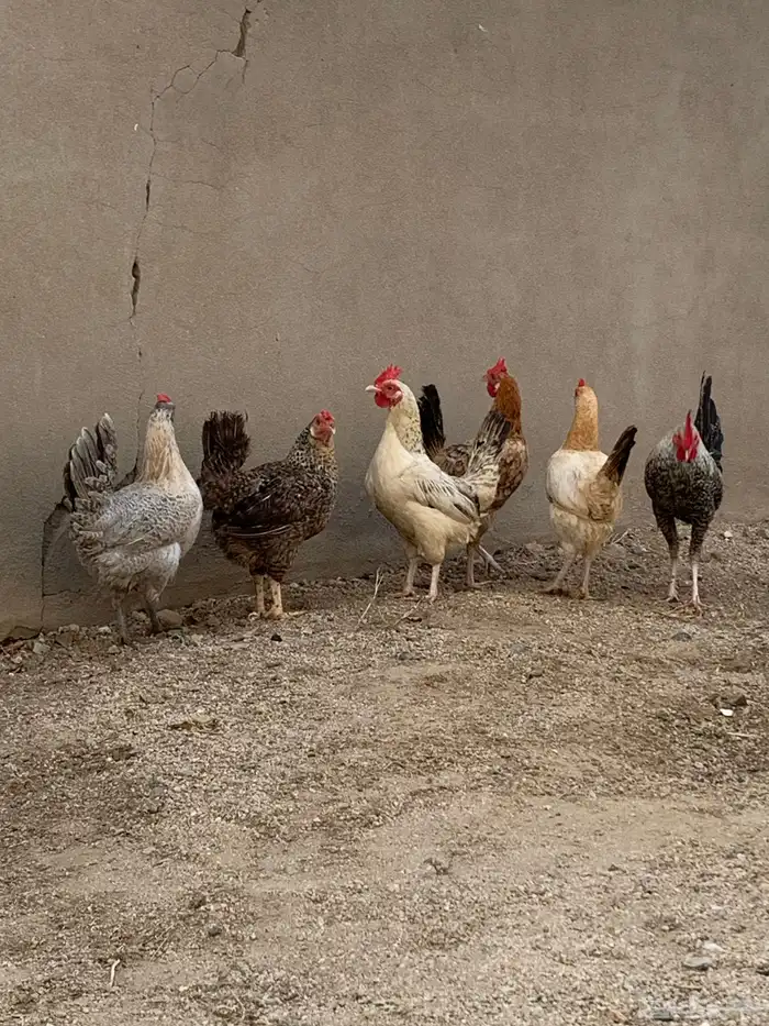 دجاج فيومي و بلدي 1