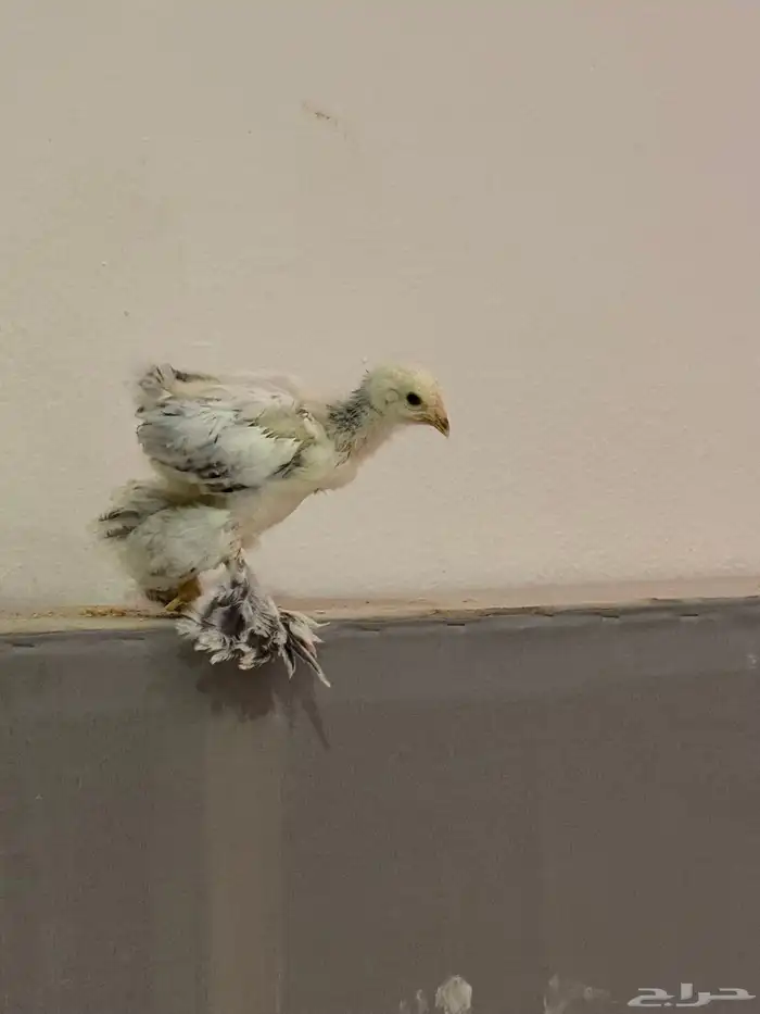 صيصان براهما كولمبي عمر شهرين 1