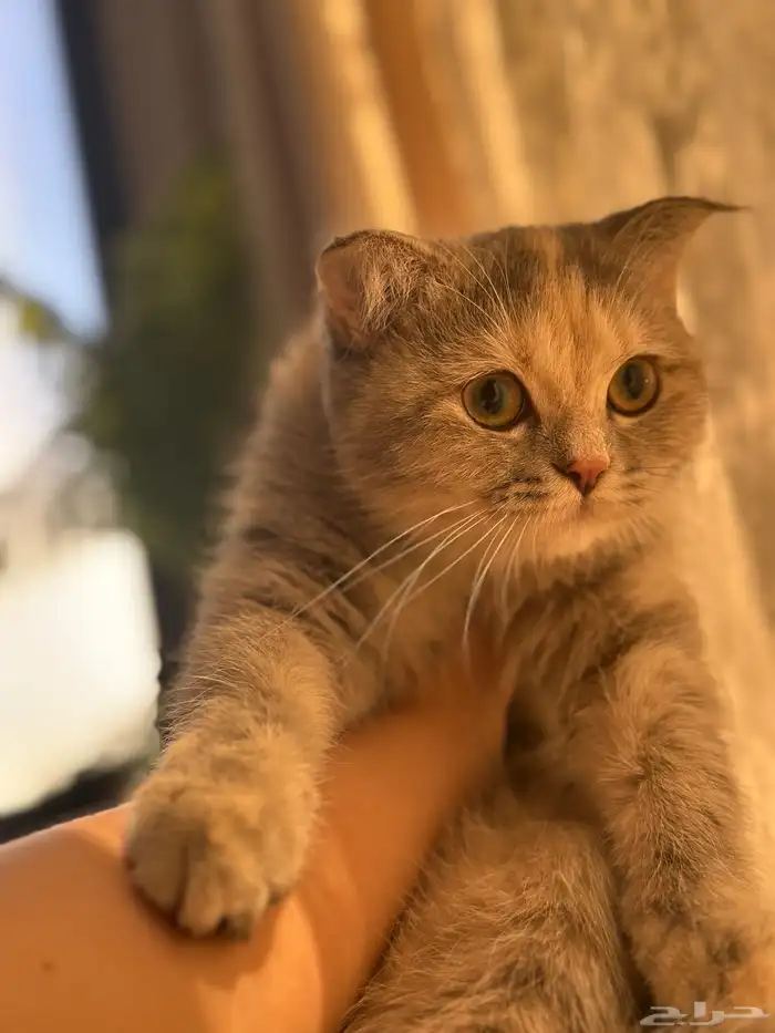 انثى سكوتش هجين متاحة للبيع 4