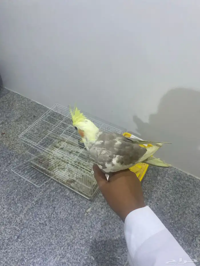 زوج كروان مشروط من الامرض انثى اليفه ذكر لا حدي400 4