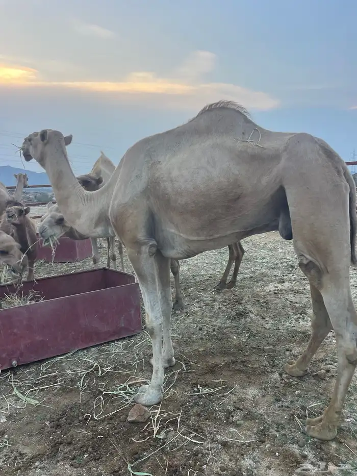 ابل للبيع 9 3