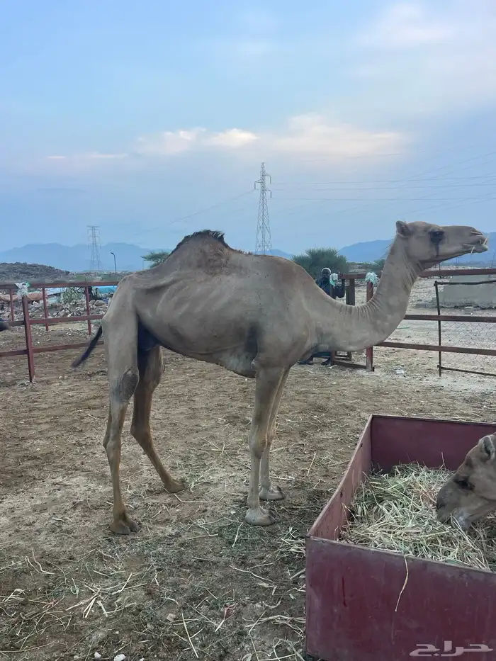 ابل للبيع 9 2