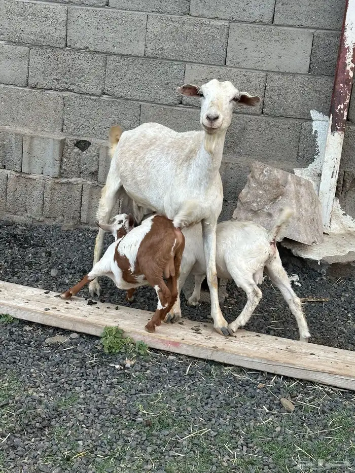عنز متاومه 0