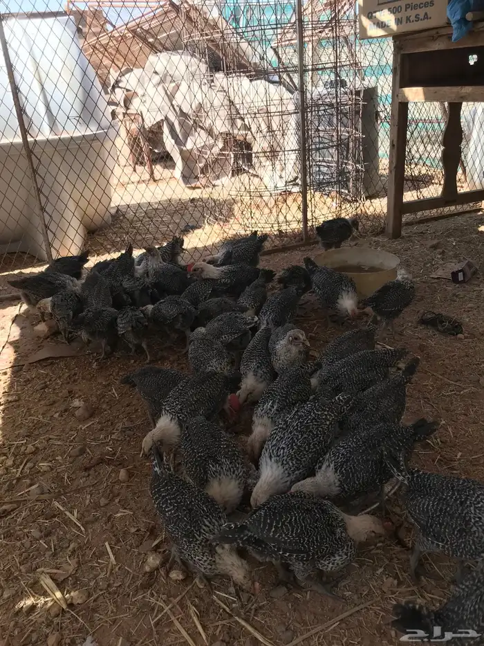 دجاج فيومي شهرين و ونص 0
