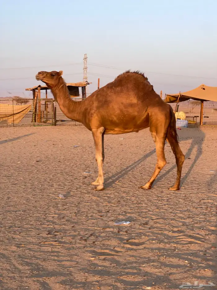 للبيع ناقه حايل طيبه 1