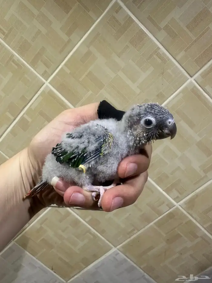 فروخ كنيور غر 3