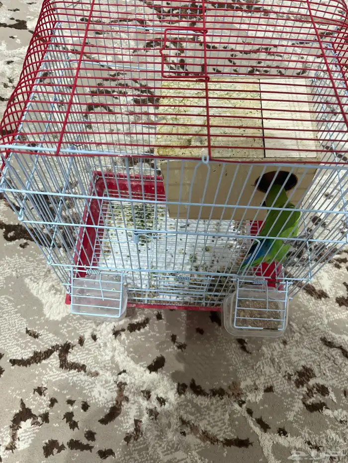 روز تزاوج الي صامل يجي على السوم 0