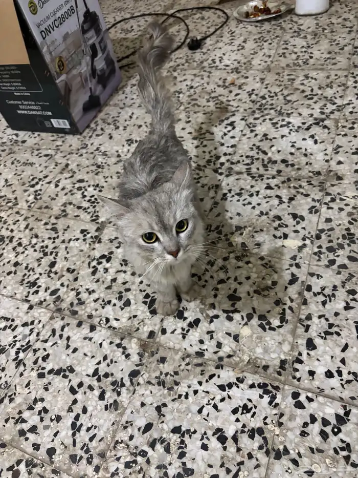 شرازي للبيع 1