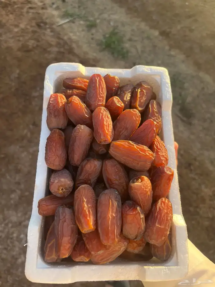 تمر برني العلا فاخر نفس الصوره 1