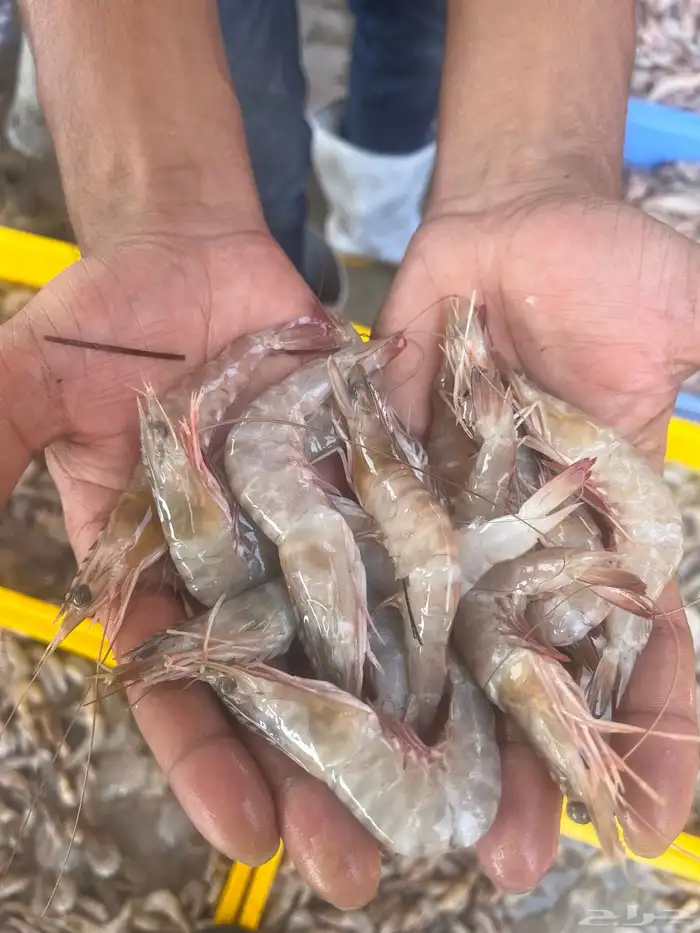 سمك 2