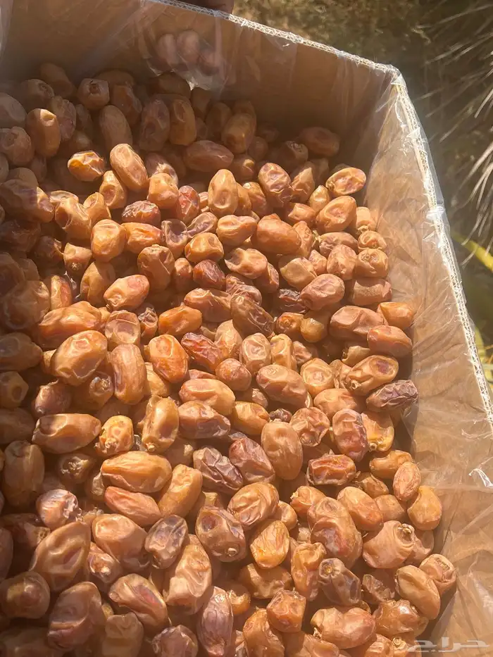تمور اخلاص فاخر للبيع كميه كبير 4
