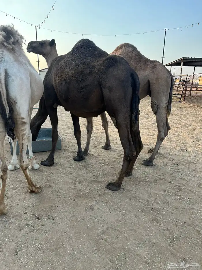 لقحه مجهم منيحه 1