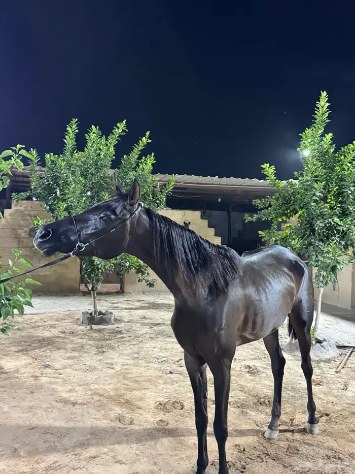فرس كفو حاره جدا ولا انسى به الصغار الجديدين على الخيل 3