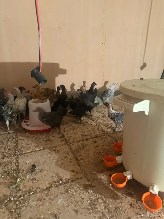 فراريج دجاج بلدي العمر من شهر ونص الى ثلاث اشهر 0