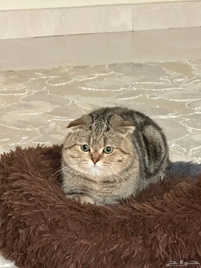 ذكر سكوتش فولد للبيع 4