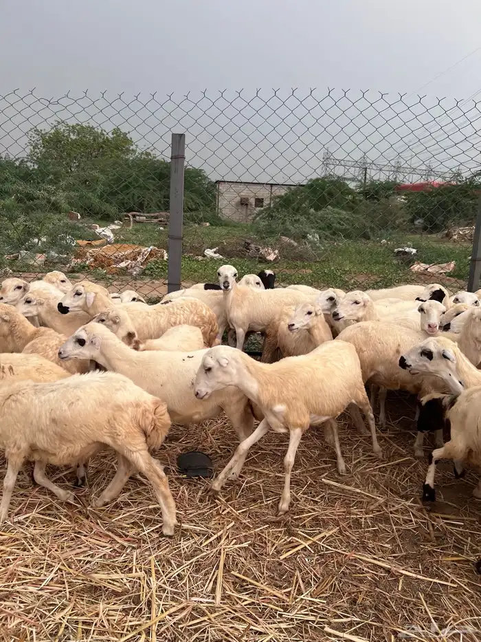 رخال رفيدي من 580 8