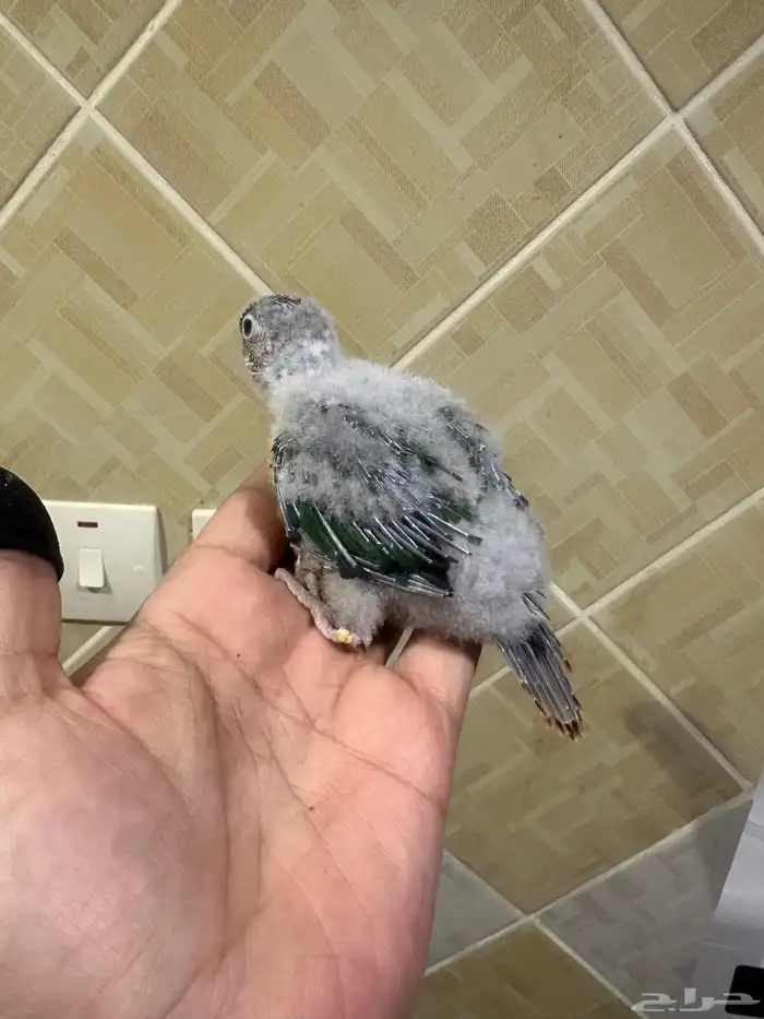 فروخ كنيور غر 2