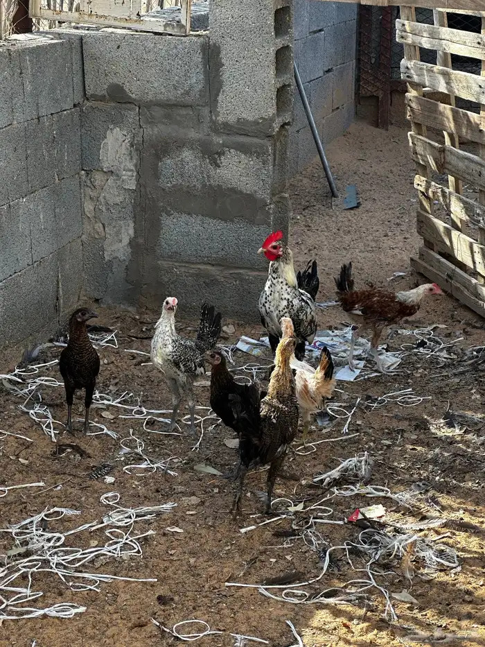 دجاج 5