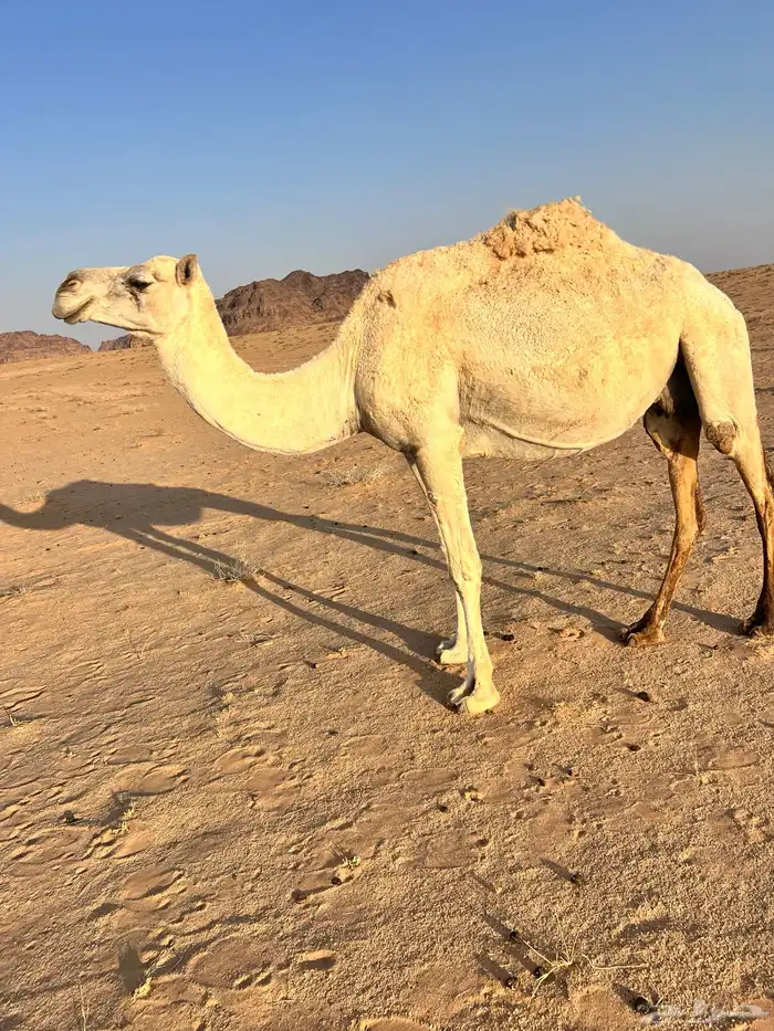 مزارع جانين حائل 3