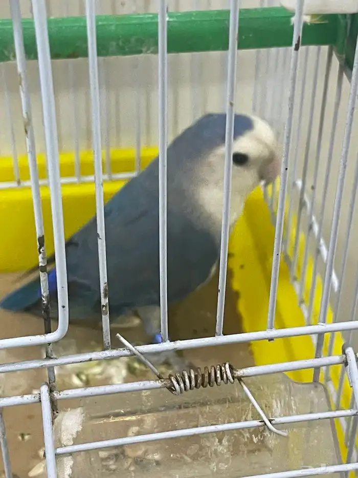 للبيع ذكر روز ازرق حجم ومنتج 4
