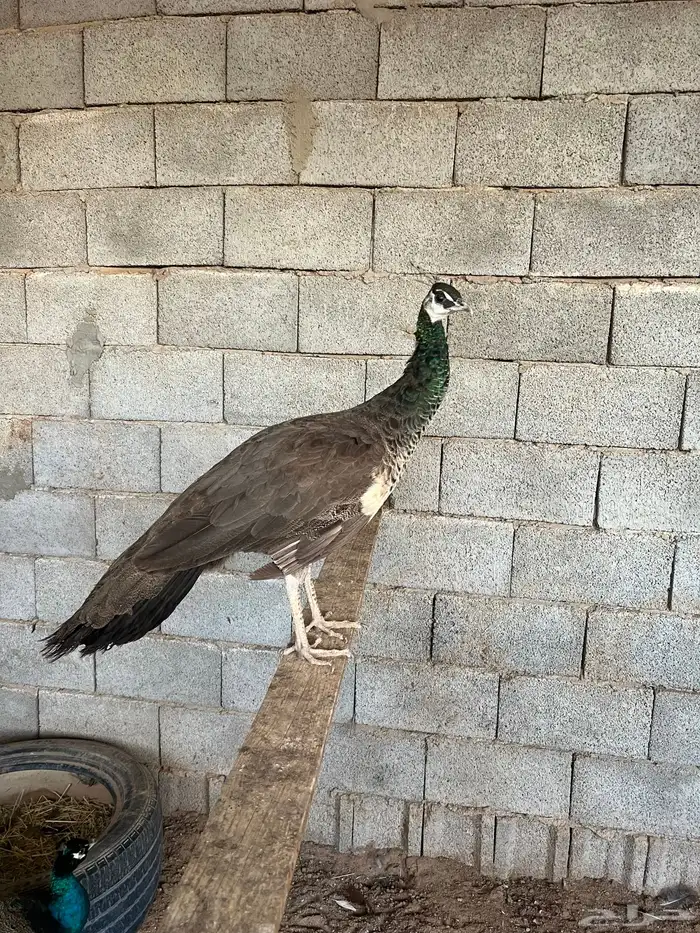 طاؤس 0