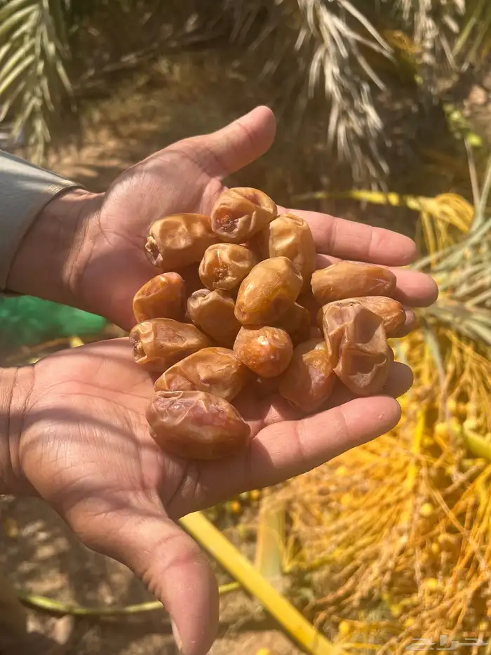 تمور اخلاص فاخر للبيع كميه كبير 7