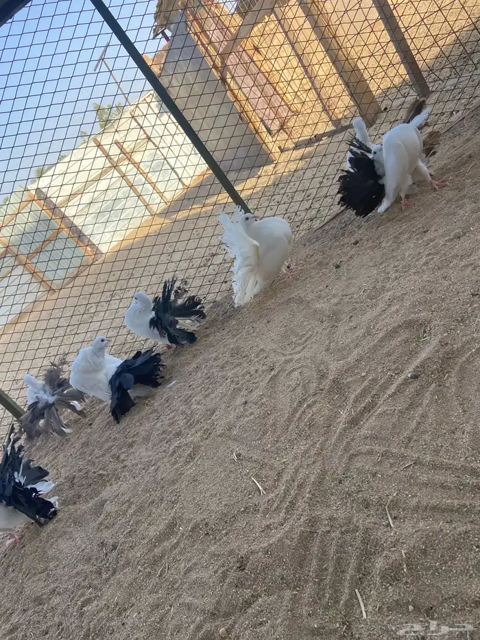 مجموعة رقاص هولندي 2