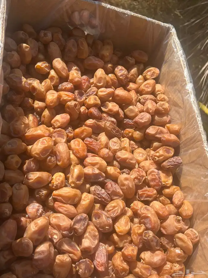 تمور اخلاص فاخر للبيع كميه كبير 1