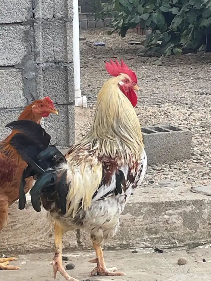 ديك فرنسي اصيل اذآن وتلقيح شرط 1