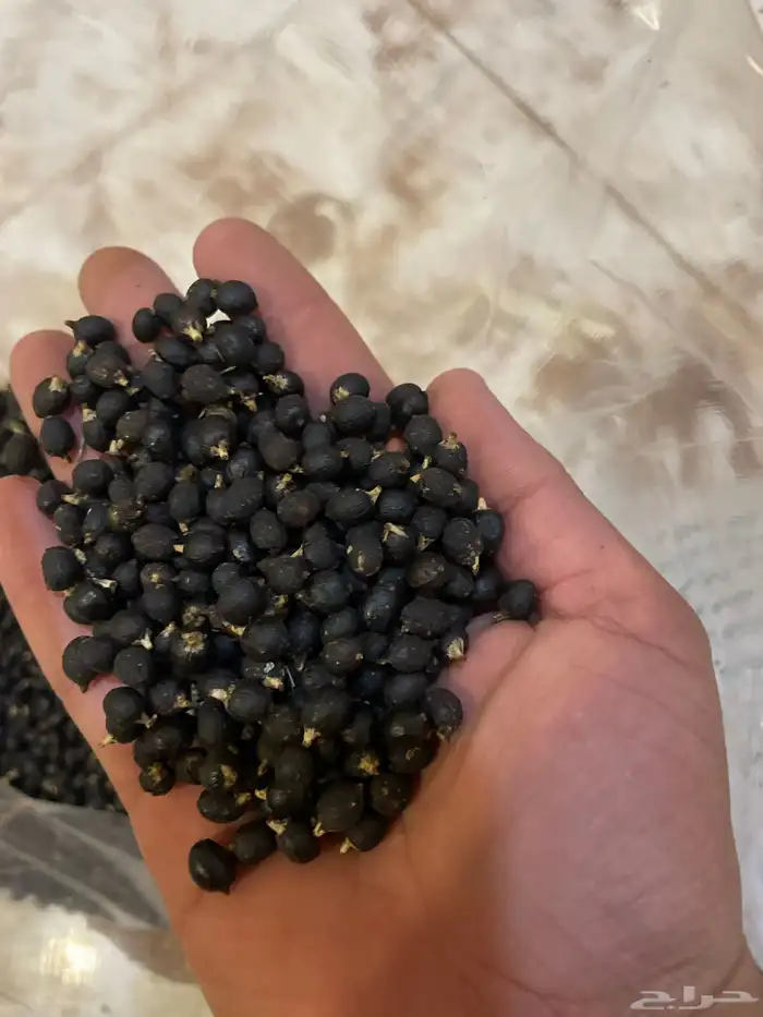 بذور المورينقا وبذور نخل واشنطوني 3