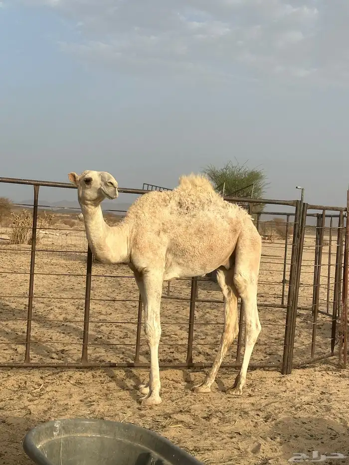 قعود حق للبيع 2