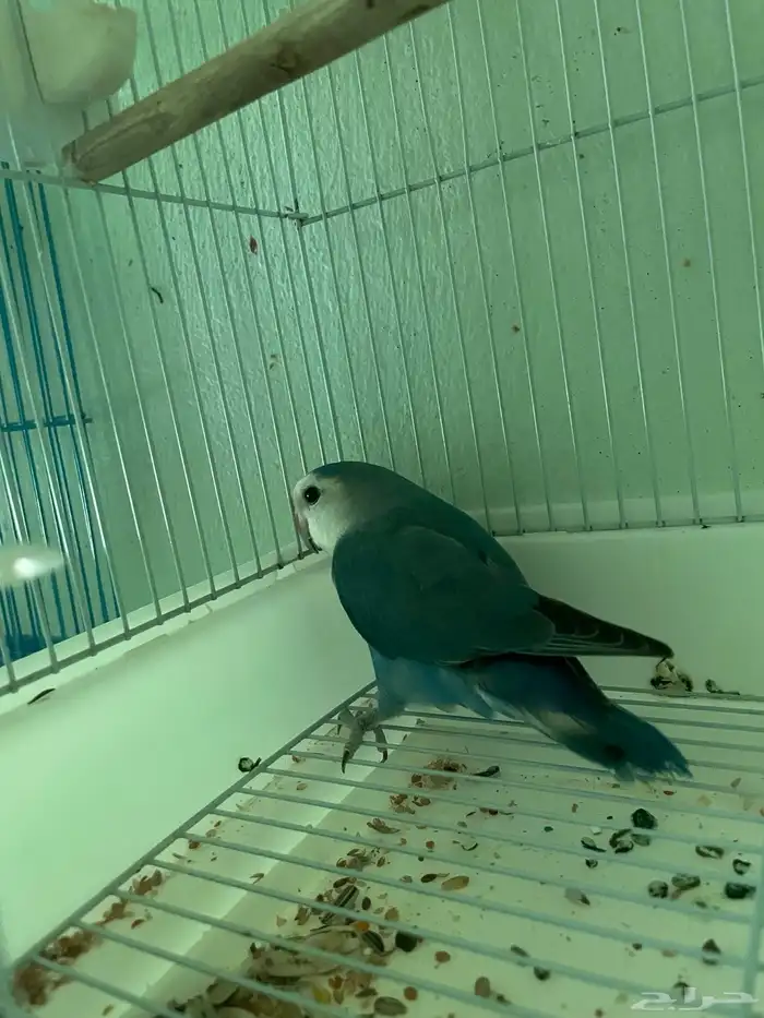 للبيع ذكر روز ازرق حجم ومنتج 3
