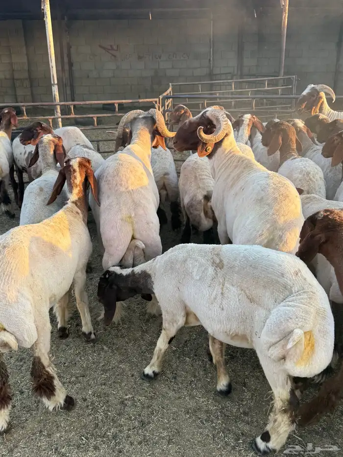جذعات نعيم فاخره 4